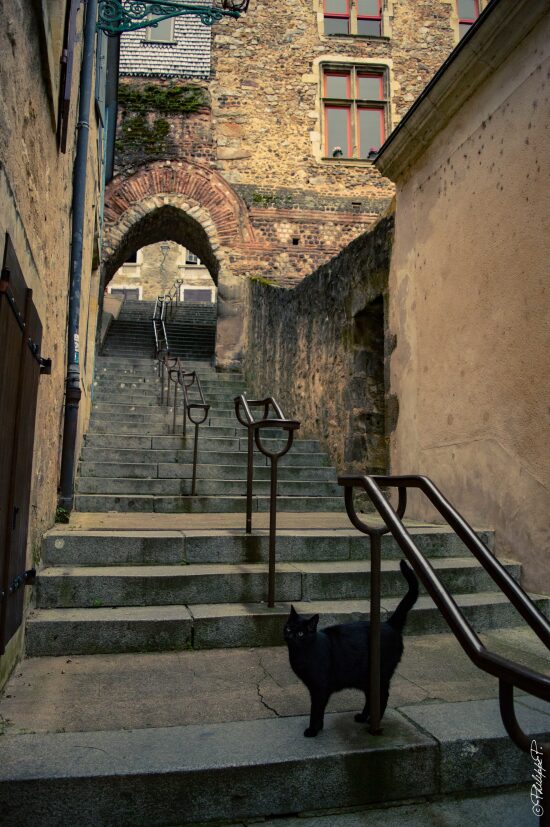 Le petit Chat dans les escaliers