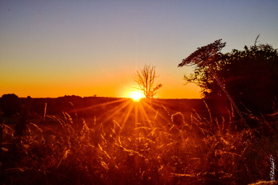 Rayons